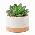 Plante succulente artificielle 18 cm en plastique vert avec pot en céramique décoratif